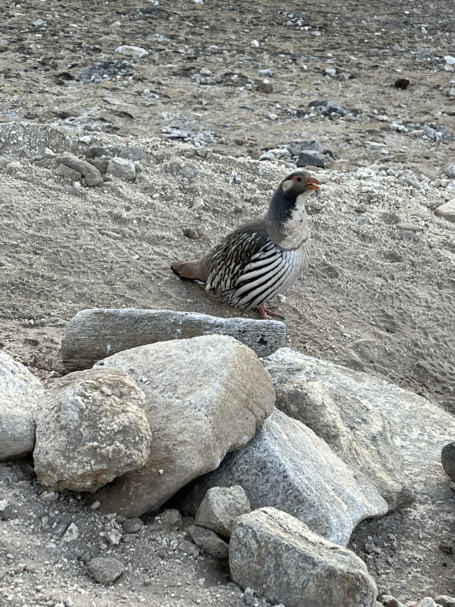 Tibetan Snowcock (Tetraogallus tibetanus), photo 1
