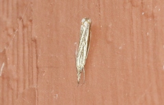 Agriphila costalipartella