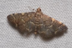 Steniini