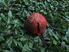 Momordica cochinchinensis