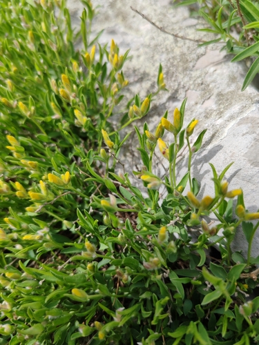 Silky Broom (Genista sericea)