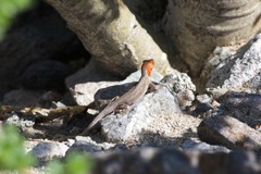 Sceloporus grandaevus