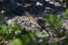 Sceloporus grandaevus