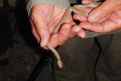 Hypsiglena ochrorhynchus