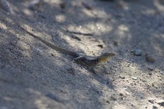 Sceloporus grandaevus