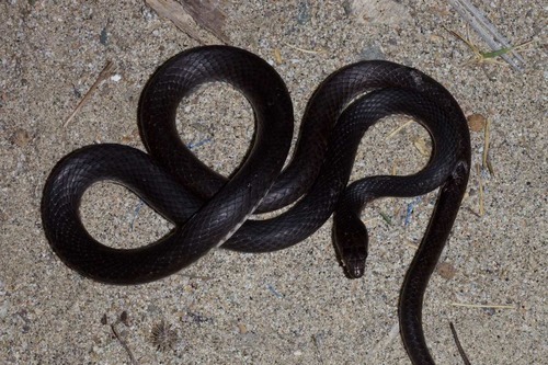 Baja California Coachwhip