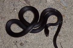 Masticophis fuliginosus