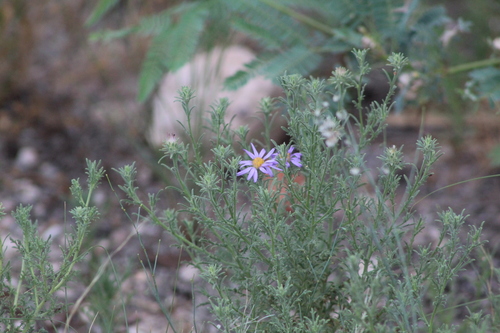 Image of Machaeranthera tagetina by (c) Eliseo D Moreno, some rights reserved (CC BY-SA)