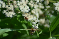 Typocerus acuticauda