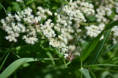 Typocerus acuticauda