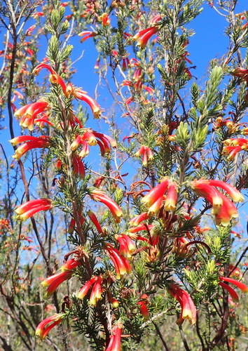 Image of Erica discolor by (c) Nicola van Berkel, some rights reserved (CC BY-SA)