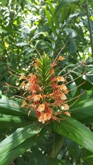 Hedychium coccineum