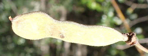 Image of Virgilia divaricata by (c) Nicola van Berkel, some rights reserved (CC BY-SA)