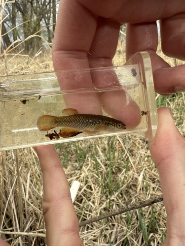 Plains topminnow (Fundulus sciadicus) — Fundulidae — 5