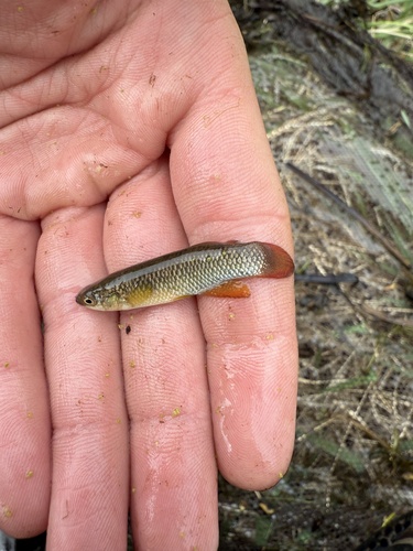 Plains topminnow (Fundulus sciadicus) — Fundulidae — 2