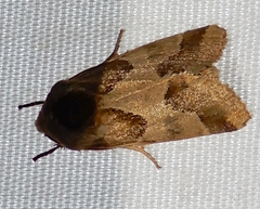 Schinia jaguarina