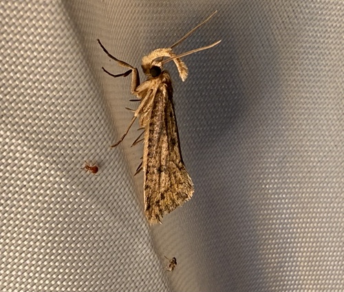Long-horned Grass Tubeworm Moth photo 6