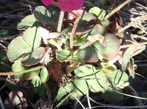 Image of Oxalis imbricata by (c) Nicola van Berkel, some rights reserved (CC BY-SA)