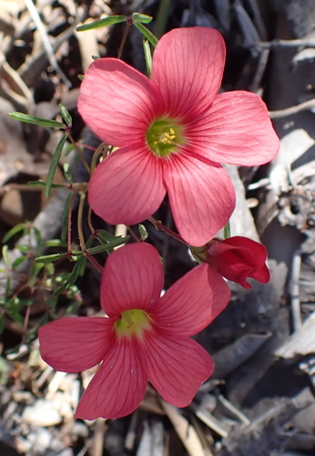 Image of Oxalis pendulifolia by (c) Nicola van Berkel, some rights reserved (CC BY-SA)