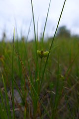 Carex viridula