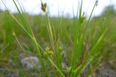 Carex viridula