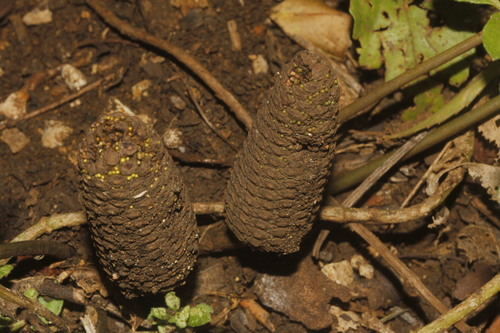 Cycad (Zamia fischeri)