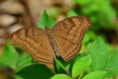 Junonia iphita