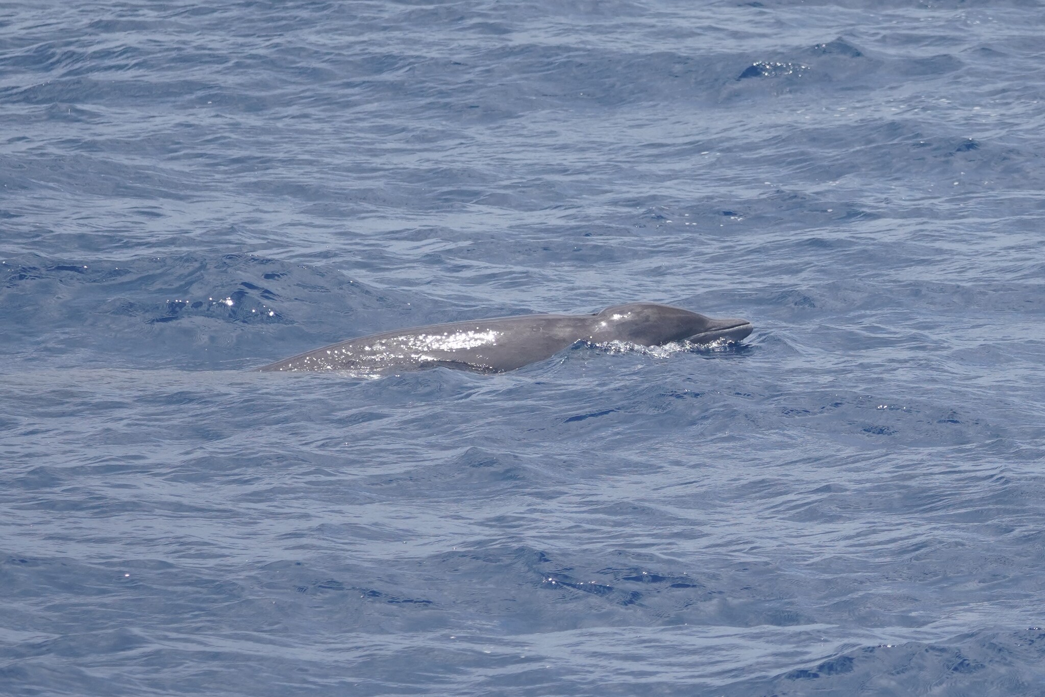 Mesoplodon europaeus