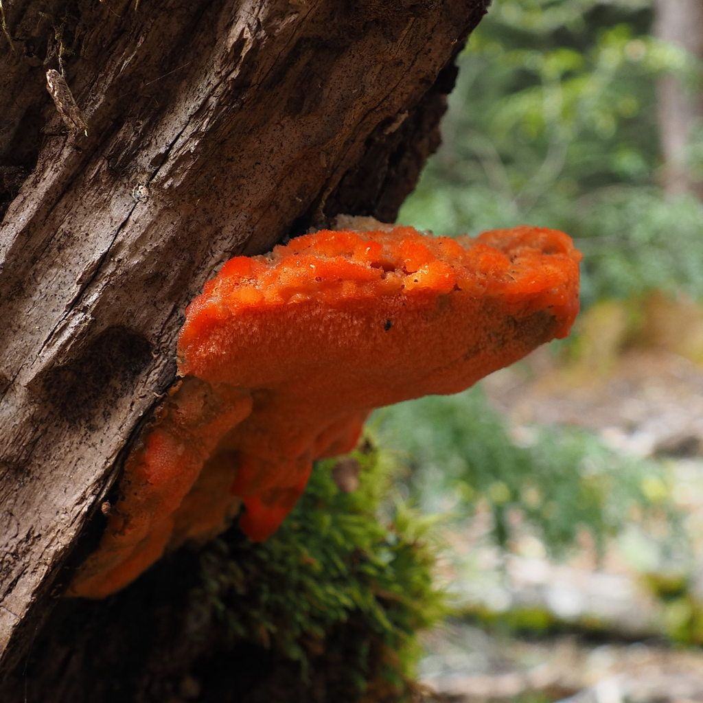 Aurantiporus pulcherrimus · April 2025 · photo: © cowirrie (iNaturalist, cc0)