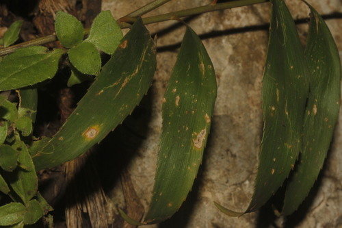 Image of Zamia fischeri by (c) Juan Cruzado Cortés, some rights reserved (CC BY-SA)