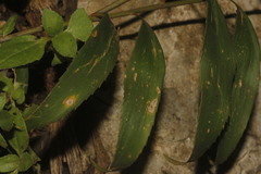 Zamia fischeri