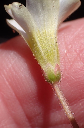 Image of Oxalis punctata by (c) Nicola van Berkel, some rights reserved (CC BY-SA)