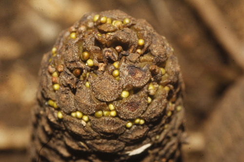 Zamia fischeri, photograph 2