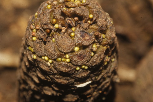 Image of Zamia fischeri by (c) Juan Cruzado Cortés, some rights reserved (CC BY-SA)