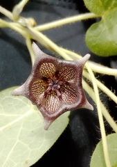 Dictyanthus reticulatus