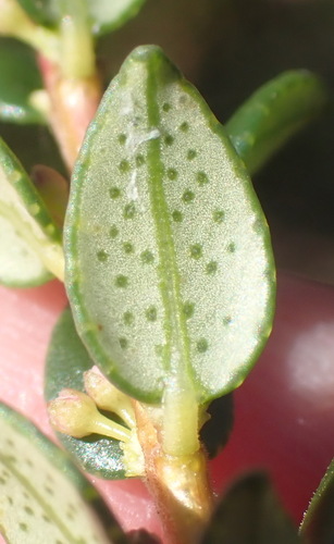 Image of Agathosma ovata by (c) Nicola van Berkel, some rights reserved (CC BY-SA)