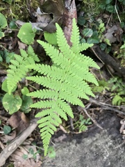 Cystopteris bulbifera
