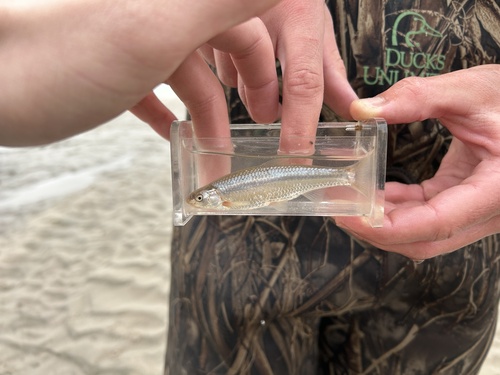 Plains minnow (Hybognathus placitus) — Cyprinidae — 5