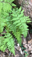 Cystopteris bulbifera