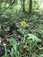 Platanthera cristata