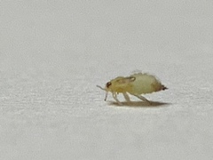 Pachypsylla celtidismamma