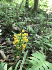 Platanthera cristata