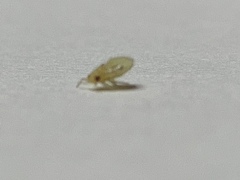 Pachypsylla celtidismamma