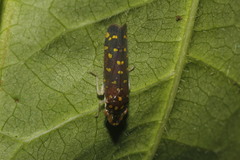 Paraulacizes thunbergi