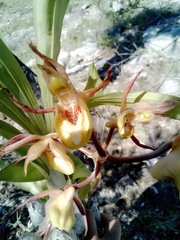 Catasetum laminatum