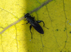 Chalcosyrphus piger
