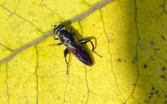 Chalcosyrphus piger
