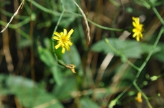 Hieracium venosum