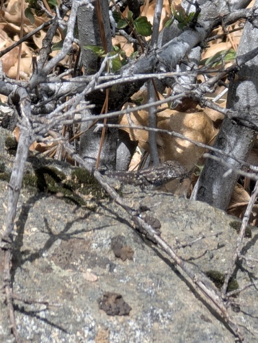 iNaturalist observation photo of Spiny Lizards