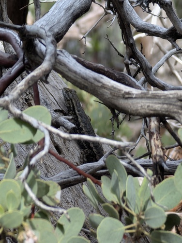 iNaturalist observation photo of Western Fence Lizard